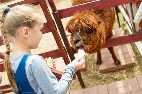 Your little guests will have a blast petting their furry friends and learning lots about all of the critters on. Best Things To Do Near Me in Barium Springs, NC