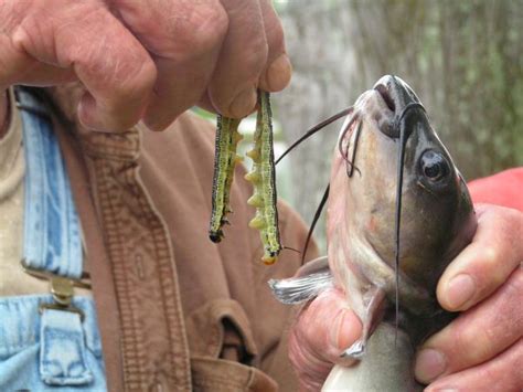 Both the northern and southern catalpa species are used by this moth. How to catch catfish, bream with catalpa worms