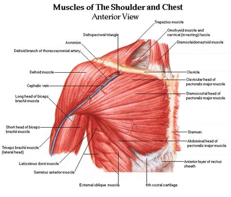 Deltoid muscles help you move your shoulders. Chest Muscles Anatomy Chest Muscles Anatomy - Anatomy ...