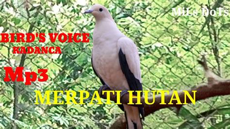 Harga burung hantu, jenis makanan dan penyebarannya, burung hantu merupakan salah satu burung yang banyak digemari para pecinta burung. Suara pikat burung kadanca PERGAM atau merpati hutan - YouTube