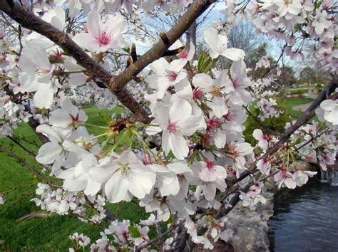 About 2 to 3 weeks depending on the weather. Prunus x yedoensis - Jersey-Friendly Yards