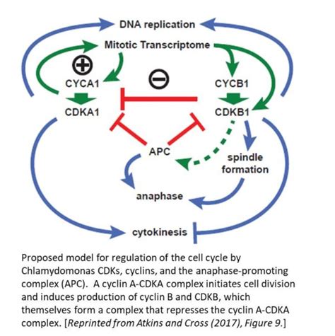 Check spelling or type a new query. Plantae | Cell Cycle Regulation by Chlamydomonas Cyclin ...