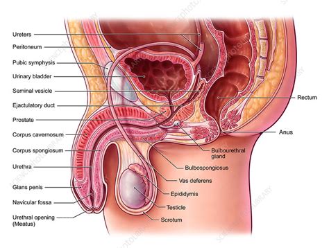 Excess rubbing to the area such as through exercise or sex. Male Pelvis, Illustration - Stock Image - C036/6181 ...