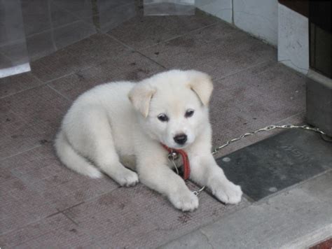 Originating in south korea, the korean jindo dog exhibits unmatched loyalty. Korean Jindo - Facts, Pictures, Puppies, Personality ...