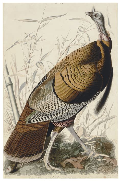 AFTER JOHN JAMES AUDUBON (1785-1851) BY WILLIAM HOME LIZARS (1788-1859) , Great American cock ...