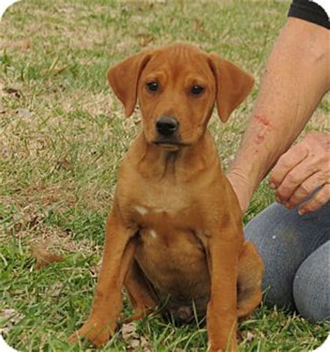 Redbone coonhound lab mix puppies. Pet not found