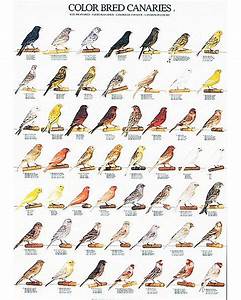Color Bred Canary Part 1 Poster Canary Birds Bird Poster Bird Breeds