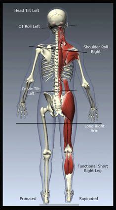 The muscles of the neck can be divided into groups according to their location. Pin on movement