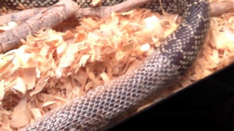 One of the biggest questions that i find most people asking about is how long do king snakes get king snakes, these vibrant lampropeltis, populate much of north america all the way down to many may wonder how long king snakes live for. My GREAT BIG King Snake - YouTube