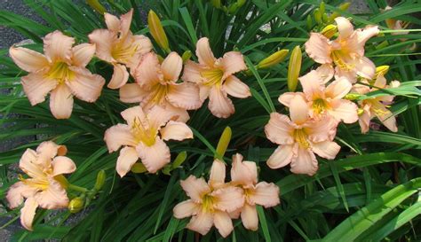 Daylilies are a hardy perennial and are vibrant in color. Daylily (Hemerocallis 'Stella's Ruffled Fingers') in the ...