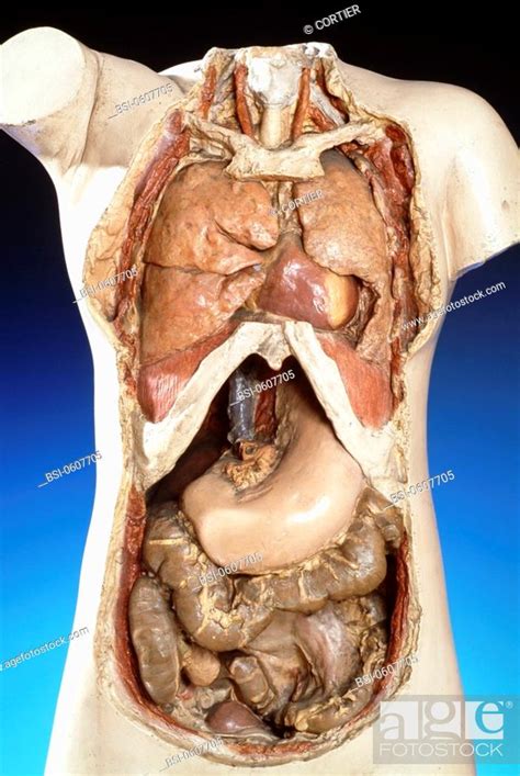 The viewer gets to see the abdominal organs just as the surgeon does while he or she is operating. Abdominal Anatomy Woman / Gastroparesis A Mysterious ...