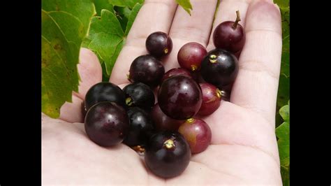 Both are used for fresh fruit, wine, jelly, and juice. Picking Wild Grapes!! Free Food From Nature - Muscadine ...