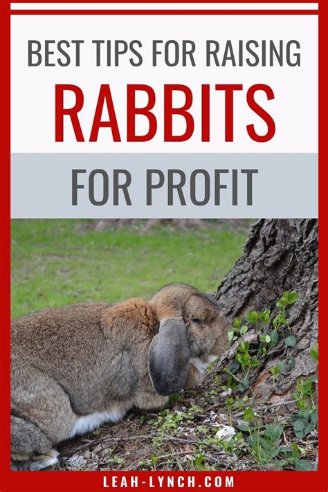 How many rabbits to start a rabbitry. Best tips to make money raising rabbits for show, meat, or pet. Use these tips to help you make ...