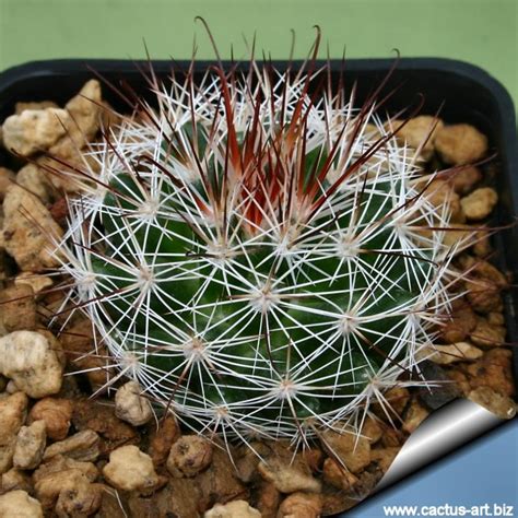 Mammillaria pseudoperbella plant youth about 8 cms cactus flower pink without. Mammillaria marcosii KL98.2