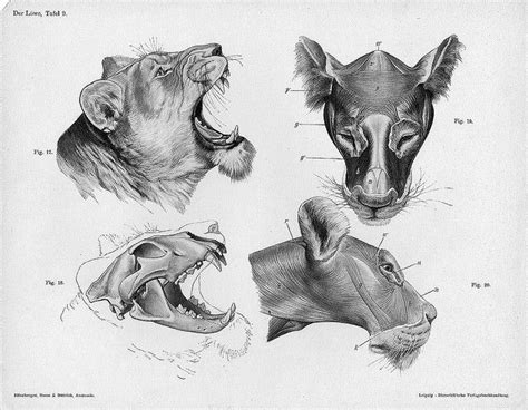 Check spelling or type a new query. The Lion | Feline anatomy, Lion anatomy, Animal drawings