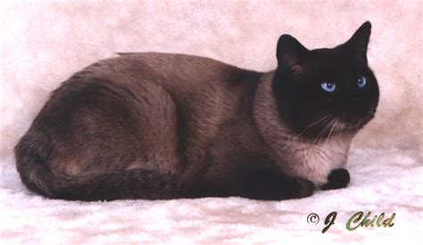 Are there really male cats vs female cats pros and cons? FAQ for the Traditional Siamese Cats