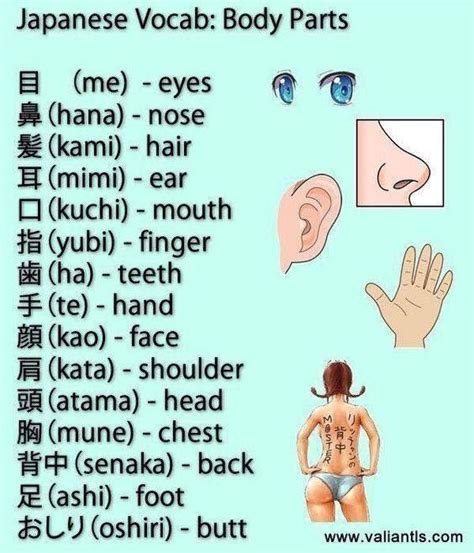 Hindi body parts chart with pictures. Ghim trên Learning Japanese