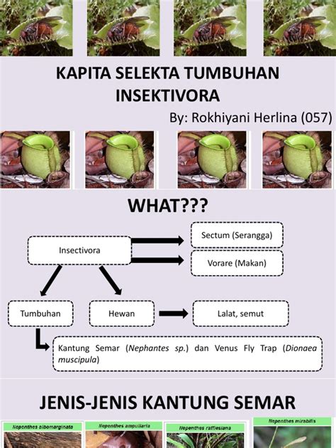 Jenis nutrisi pokok venus flytrap. Tren Untuk Jenis Jenis Tanaman Venus Flytrap - Bunga Hias