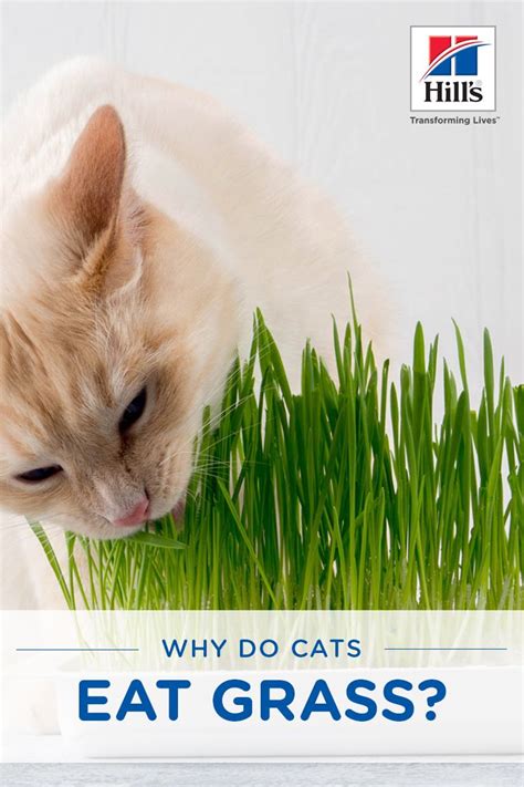 Ознайомтеся з корисними купонами, статтями й оновленнями спеціально для вашого домашнього улюбленця. Why Do Cats Eat Grass? | Hill's Pet | Cat nutrition, Cat ...
