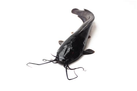 Maybe you would like to learn more about one of these? 5 Proven Ways to Take Out Irritating Slime From Catfish ...