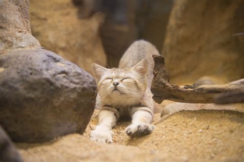 We did not find results for: Sand Cat Debuts at Smithsonian's National Zoo | Photo ...