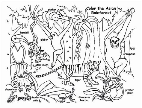 Forest animals coloring pages and flashcards. Forest Animal Coloring Pages Inspirational Rainforest Animals Coloring Page Download & Print ...