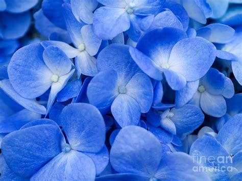 A variety of the smooth hydrangea arborescens, this is relatively unusual among cultivated varieties as it's derived from a native american species. Macro Image Of Blue Hydrangea Flower Photograph by ...