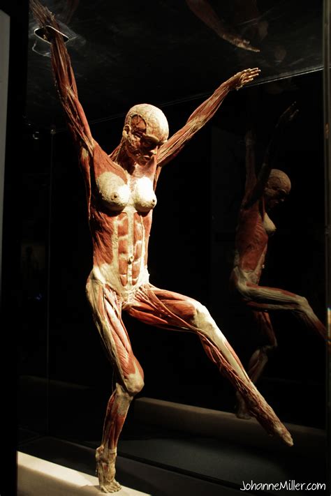 Today is the day to start loving yourself just the way you are. Body Worlds Exhibit Seoul by Johanne Miller-7 | Anatomía ...