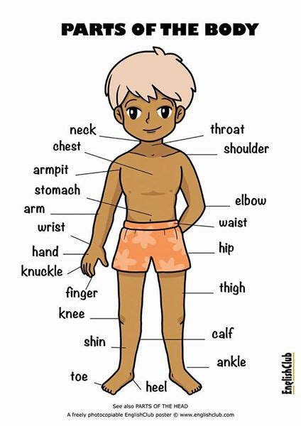 Parts of your arm include your hand, wrist and elbow. Parts of Body in English - English Learn Site