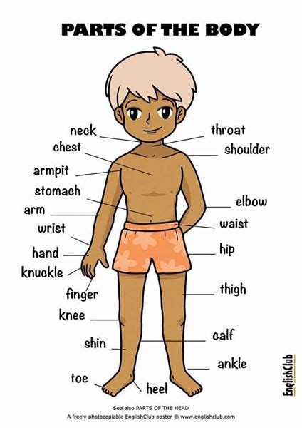 Back side body parts in english. Parts of Body in English - English Learn Site