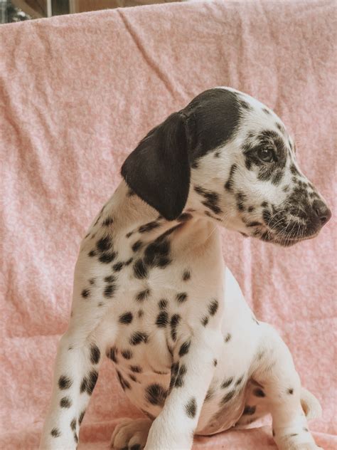 Browse thru our id verified puppy for sale and don't forget the puppyspin tool, which is another fun and fast way to search for dalmatian puppies for sale near houston, texas, usa area. Dalmatian Puppies For Sale | Yelm, WA #298973 | Petzlover