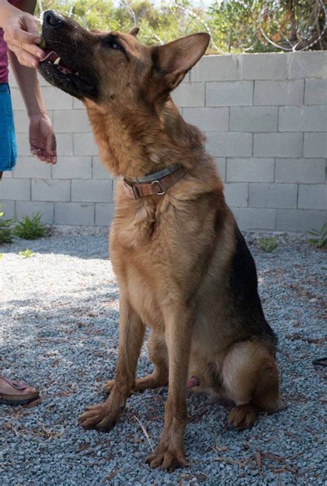 Many rescue groups are the last hope for shelter dogs whose time has run out. URGENT! German Shepherd Dog King in Kennels CYPRUS ...