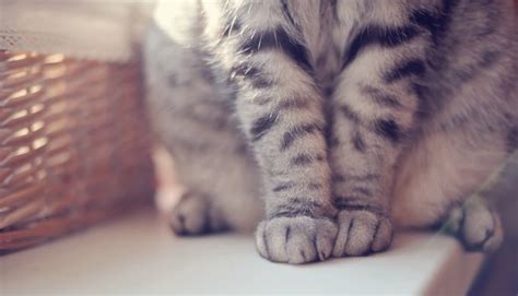20 weird dog and cat behaviors explained by science. How Dirty Are Your Cat's Paws? - CatTime