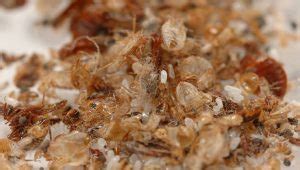 Water pooled on the floor. 5 Early Signs Of Bed Bug Infestation | 24H Pest Pros