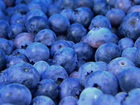 It's pretty hard to overdose on blueberries but make sure kitty just has a couple as it is protein. Can Cats Eat Blueberries? Fresh, Frozen and Juice (Healthy ...