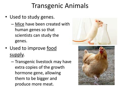 A transgenic organism is a gene that can be transplanted from one species to another. PPT - Genetic Engineering and DNA Technology PowerPoint Presentation, free download - ID:2398734