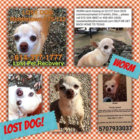 The objectives of this mod are: Lost, Missing Dog - Chihuahua Short Haired - Middletown ...