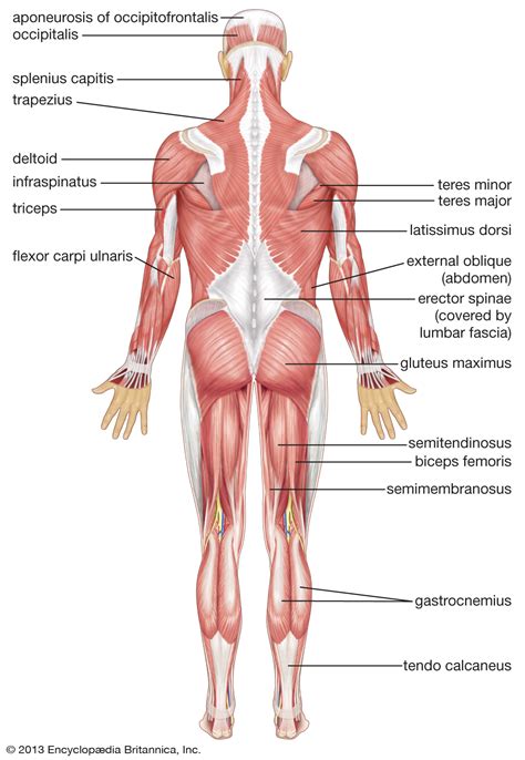 It is responsible for extension,adduction, and (medial) internal rotation of the shoulder joint. human muscle system | Functions, Diagram, & Facts | Britannica