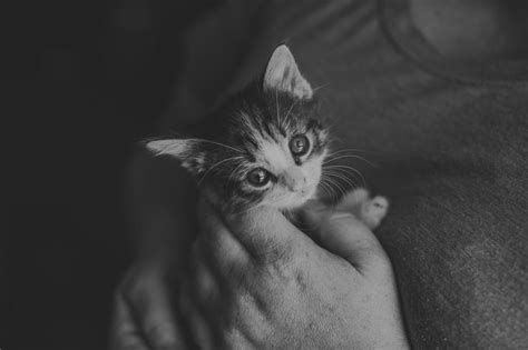 It may be deadly coccidia and the kitten you adopt today can be dead in less than a week. Newborn kitten photos #babyoreo #aarinulanowskiphotography ...