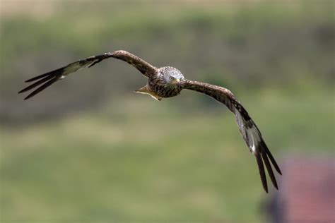 Check spelling or type a new query. Frontal Foto & Bild | natur, wildlife, rotmilan Bilder auf ...