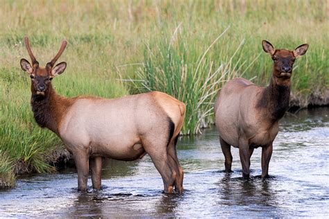 Elk print, elk art, elk, elk picture, bull elk and cow drawing, . Bull Elk & Elk Cow | Madison River, Yellowstone National ...