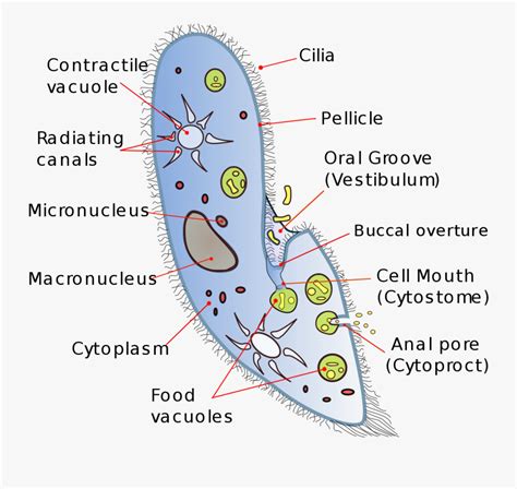 It's one of the largest organelles found in cells, and it's shaped like a large sac. Diagram Vacuole Picture - Arocreative