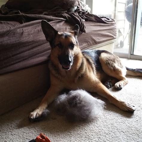 At this time, you will find massive clumps of. German Shepherd Shedding - Grooming And 3 Usefil Tips