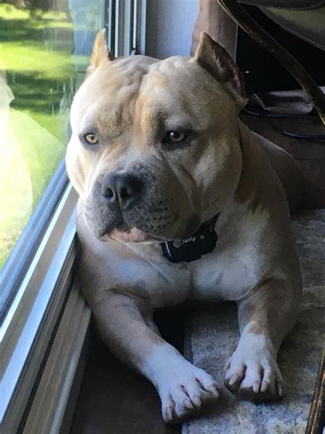 Venom & king v american bully legend w/the next in line at just 15 months, king v is already becoming a. MINI CHUNK (ANOTHER VENOM CLONE) HEADS TO HIS NEW HOME IN ...