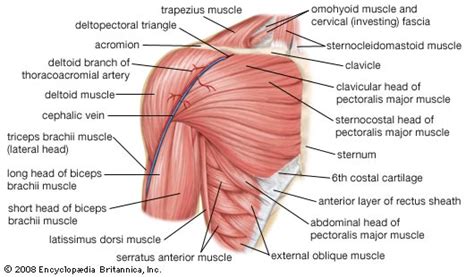 Typically, one attachment remains stationary and is called the origin and the other attachment moves. A Guide To Exercises That Target The Inner Chest Skinny Yoked