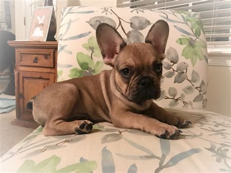 Because french bulldogs are one of the most popular dogs in the world and the demand for them has they only have those cute, but rare dog breeds. French Bulldog Puppies For Sale | Chesterfield, VA #184587