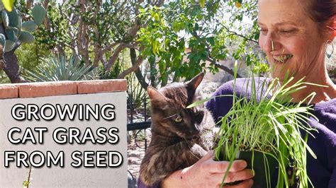 Growing cat grass is fun and it is easy to have success. HOW TO GROW CAT GRASS FROM SEED INDOORS/JoyUsGarden - YouTube