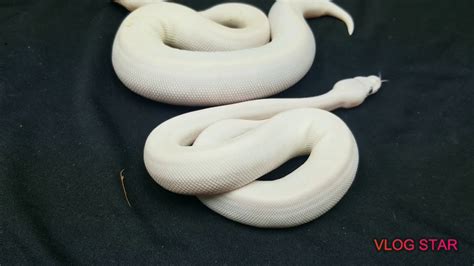Natural history ball pythons (python regius) are found at the edges of the forest lands of central and western africa. (BLUE EYED LUCY'S) ball python super lesser clutch update ...