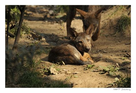 Il aurait été un gang de rue émergent d'allégeance bleue. Loups Jeune Loup .2 128003