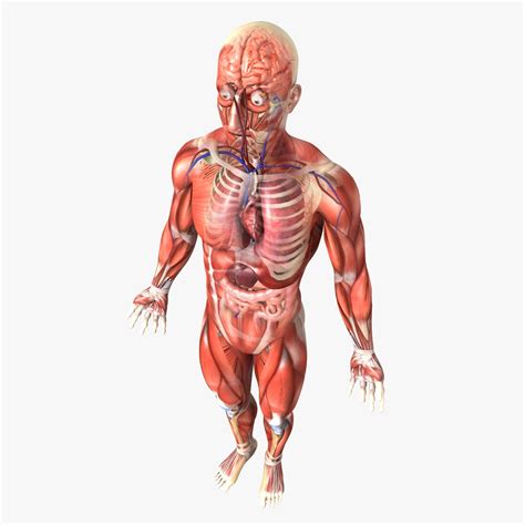 Male and female multi pack 01 from: Human Male Anatomy 3D Model MAX OBJ FBX C4D LWO LW LWS MA ...